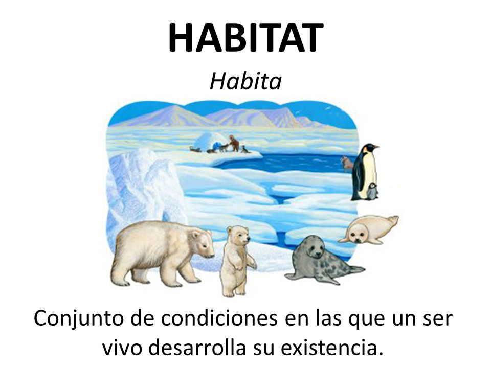HABITAT Habita Conjunto de condiciones en las que un ser vivo desarrolla su existencia.