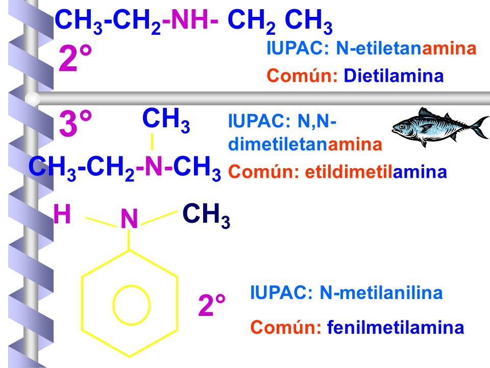 2° 2° 3° CH3-CH2-NH- CH2 CH3 CH3 CH3-CH2-N-CH3 H CH3 N