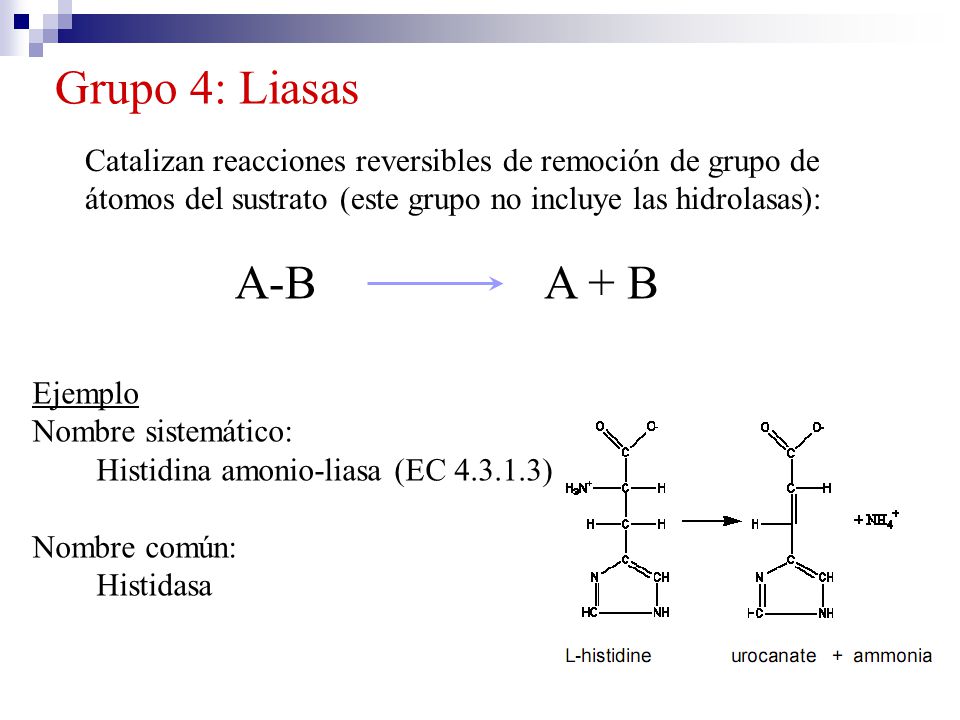 Grupo 4: Liasas Catalizan reacciones reversibles de remoción de grupo de átomos del sustrato (este grupo no incluye las hidrolasas):