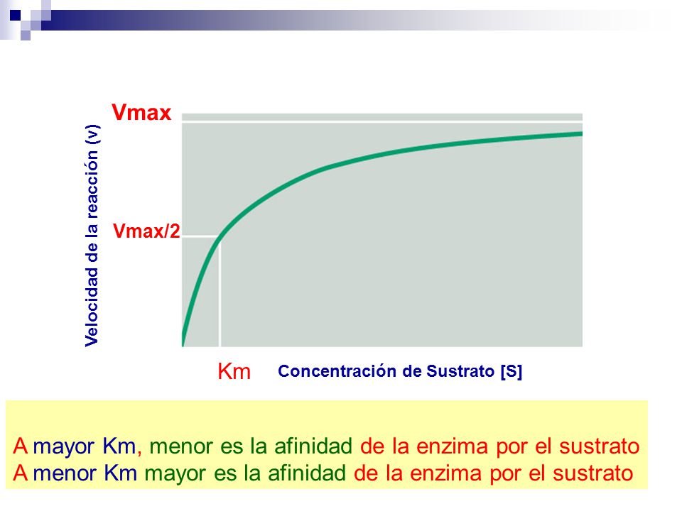 A mayor Km, menor es la afinidad de la enzima por el sustrato
