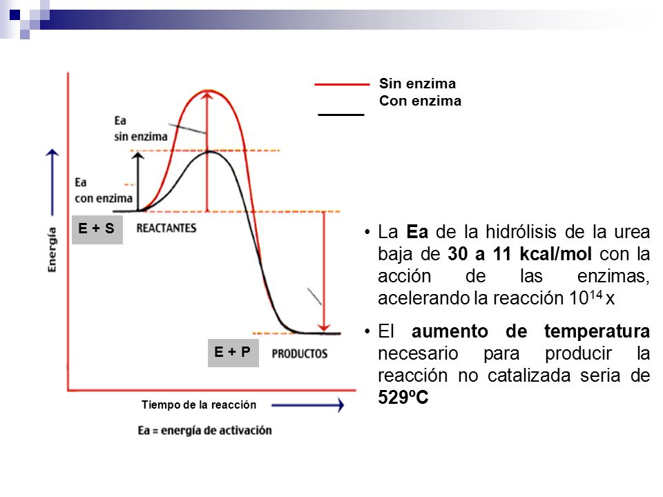 Tiempo de la reacción E + S. E + P. Sin enzima. Con enzima.