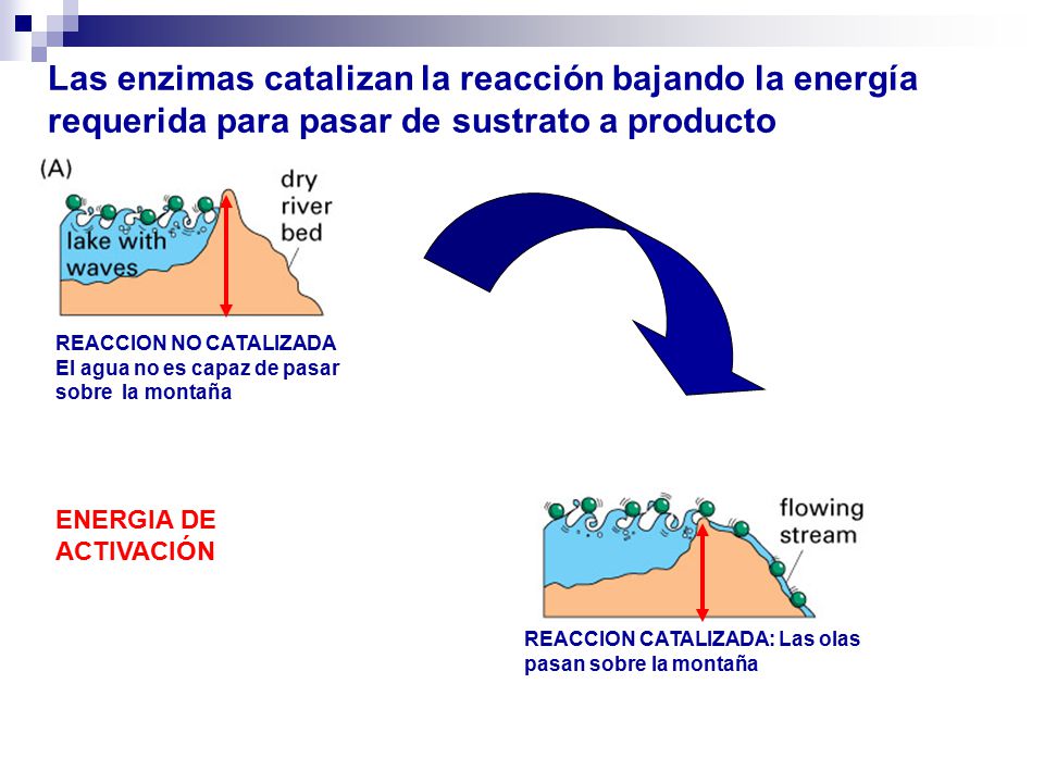 Las enzimas catalizan la reacción bajando la energía requerida para pasar de sustrato a producto