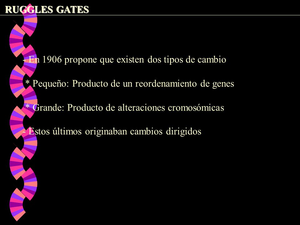 RUGGLES GATES - En 1906 propone que existen dos tipos de cambio. * Pequeño: Producto de un reordenamiento de genes.