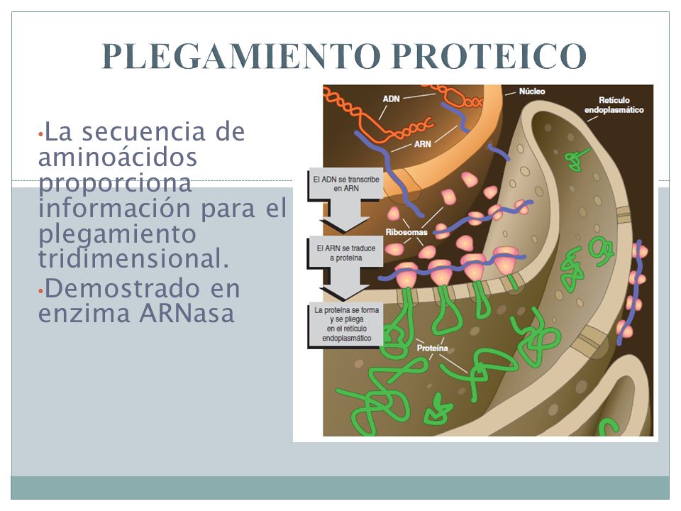 PLEGAMIENTO PROTEICO La secuencia de aminoácidos proporciona información para el plegamiento tridimensional.