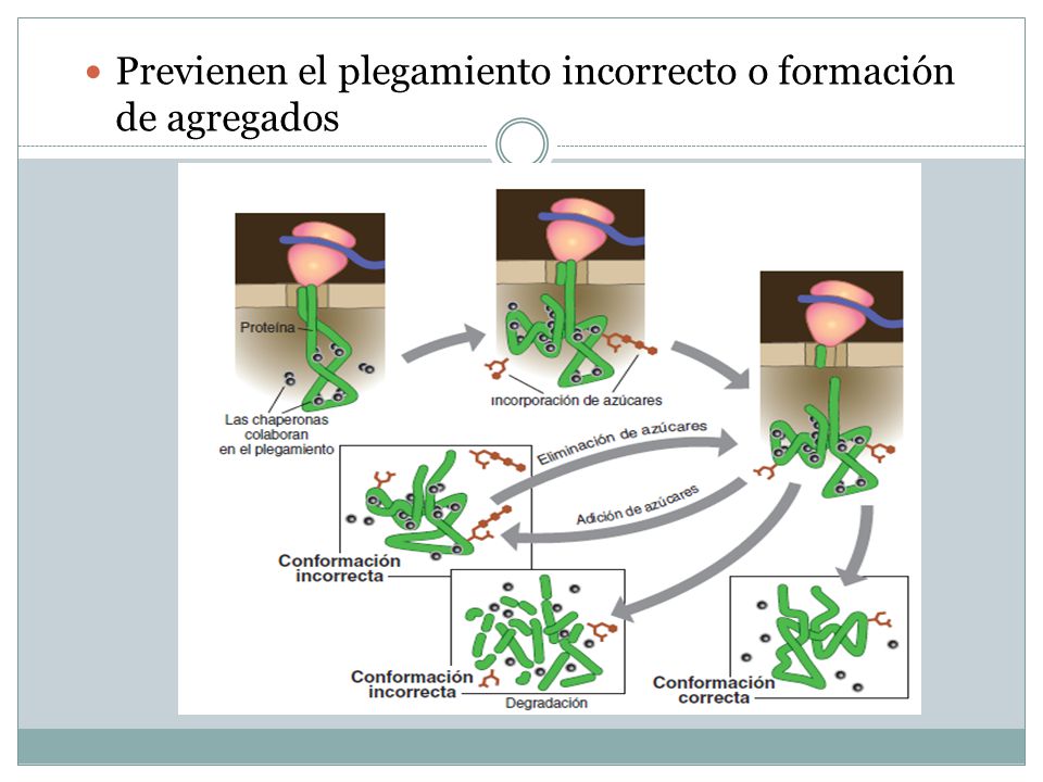 Previenen el plegamiento incorrecto o formación de agregados