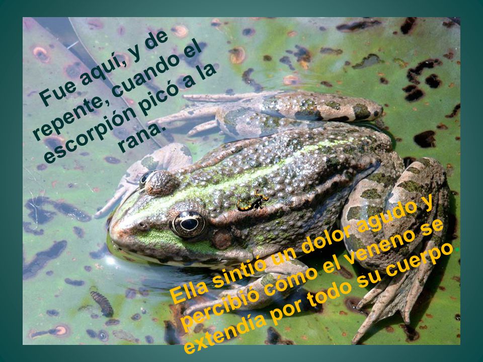 Fue aquí, y de repente, cuando el escorpión picó a la rana.
