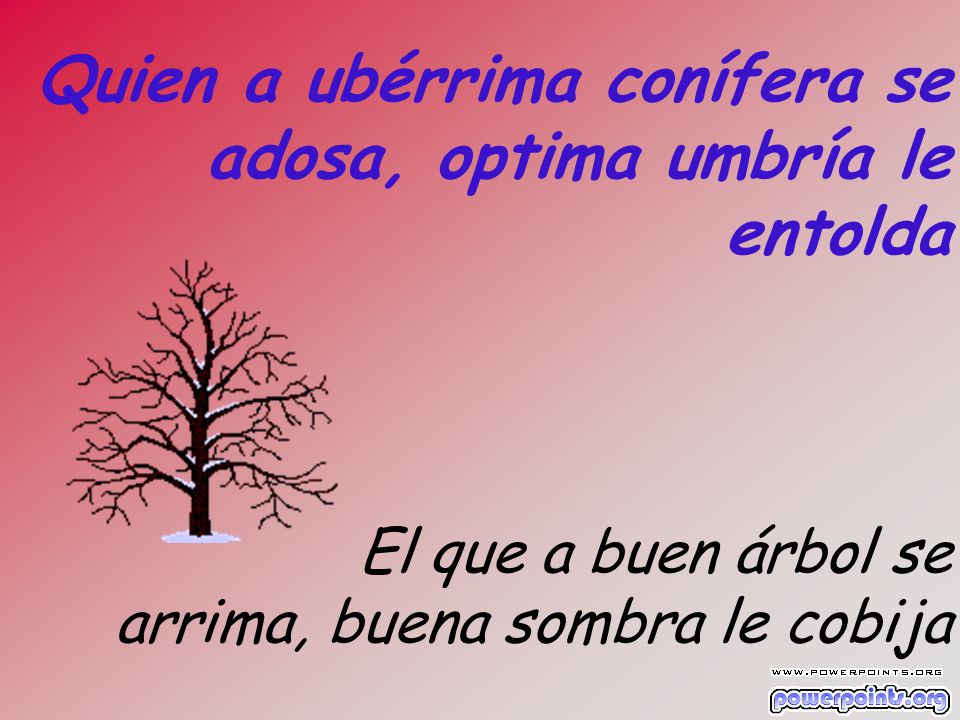Quien a ubérrima conífera se adosa, optima umbría le entolda