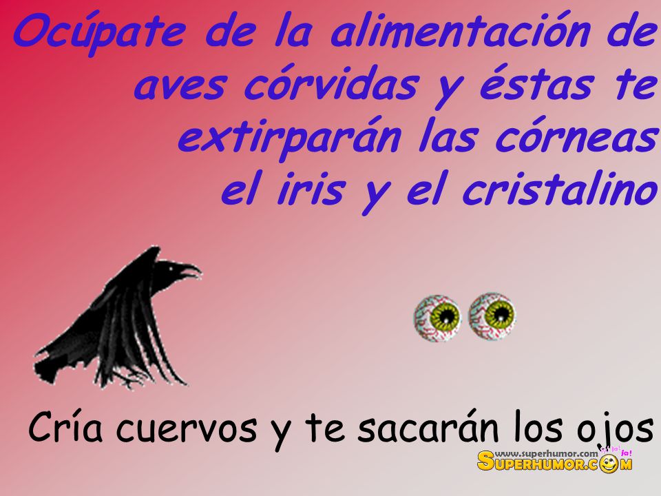 Ocúpate de la alimentación de aves córvidas y éstas te extirparán las córneas