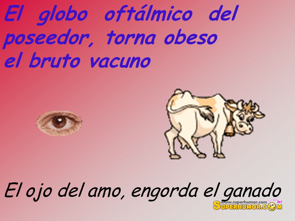 El globo oftálmico del poseedor, torna obeso el bruto vacuno