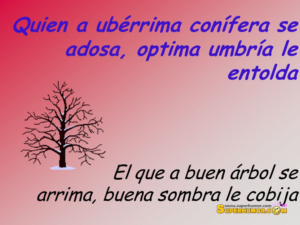 Quien a ubérrima conífera se adosa, optima umbría le entolda