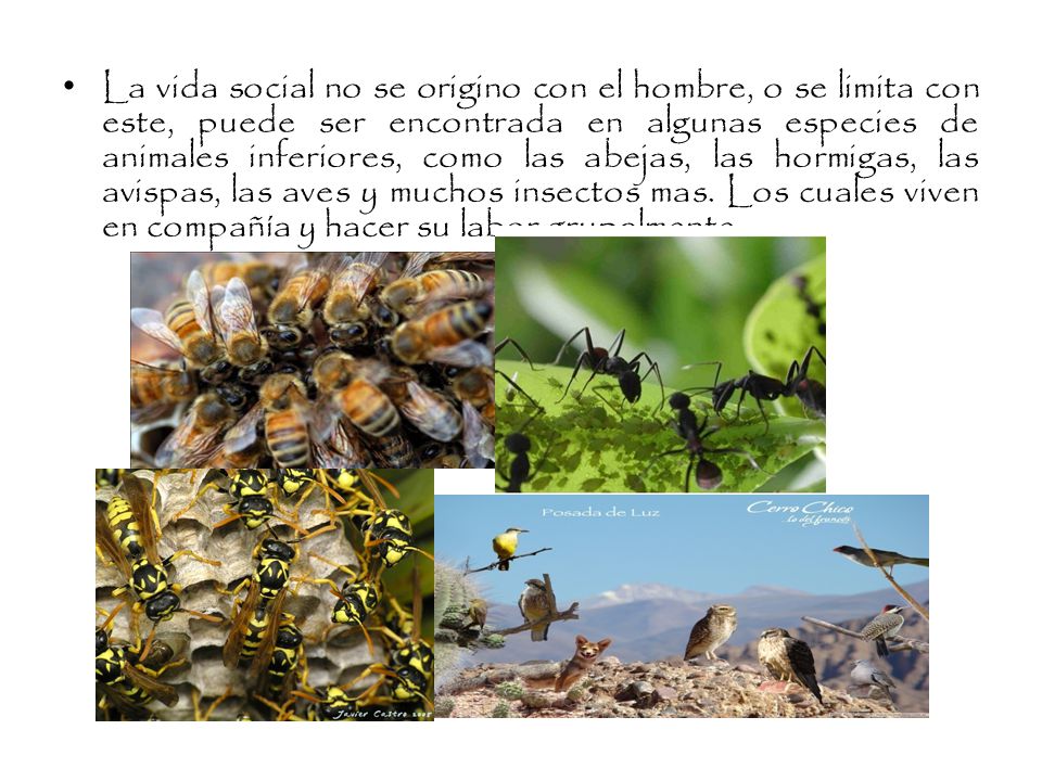 La vida social no se origino con el hombre, o se limita con este, puede ser encontrada en algunas especies de animales inferiores, como las abejas, las hormigas, las avispas, las aves y muchos insectos mas.