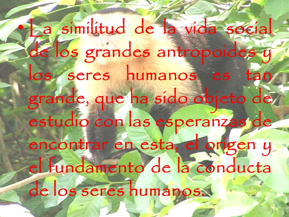 La similitud de la vida social de los grandes antropoides y los seres humanos es tan grande, que ha sido objeto de estudio con las esperanzas de encontrar en esta, el origen y el fundamento de la conducta de los seres humanos.