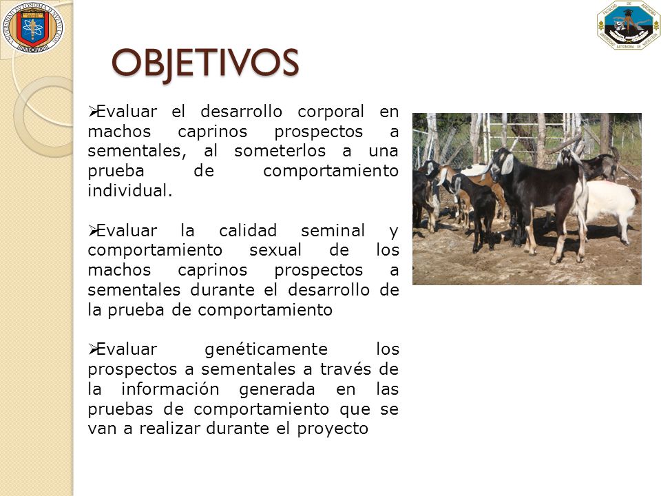 OBJETIVOS Evaluar el desarrollo corporal en machos caprinos prospectos a sementales, al someterlos a una prueba de comportamiento individual.
