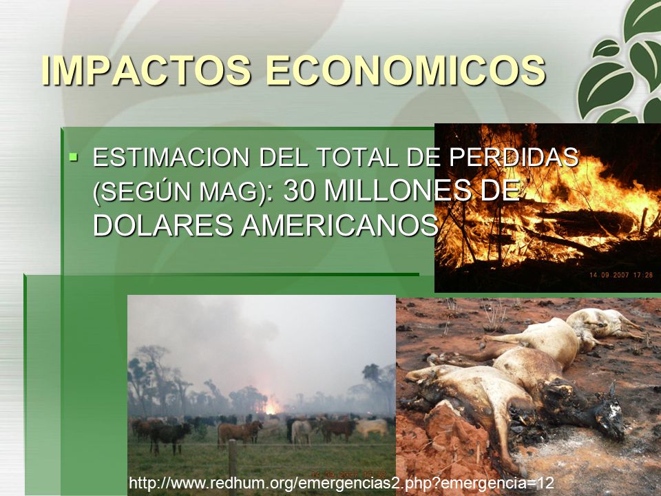 IMPACTOS ECONOMICOS ESTIMACION DEL TOTAL DE PERDIDAS (SEGÚN MAG): 30 MILLONES DE DOLARES AMERICANOS.
