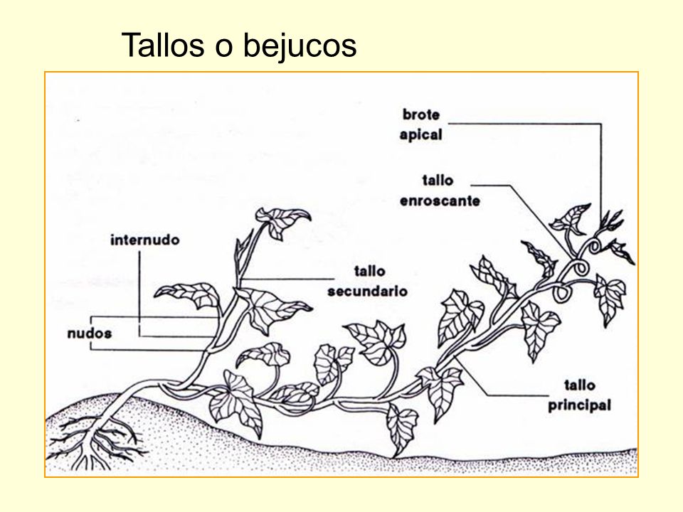 Tallos o bejucos