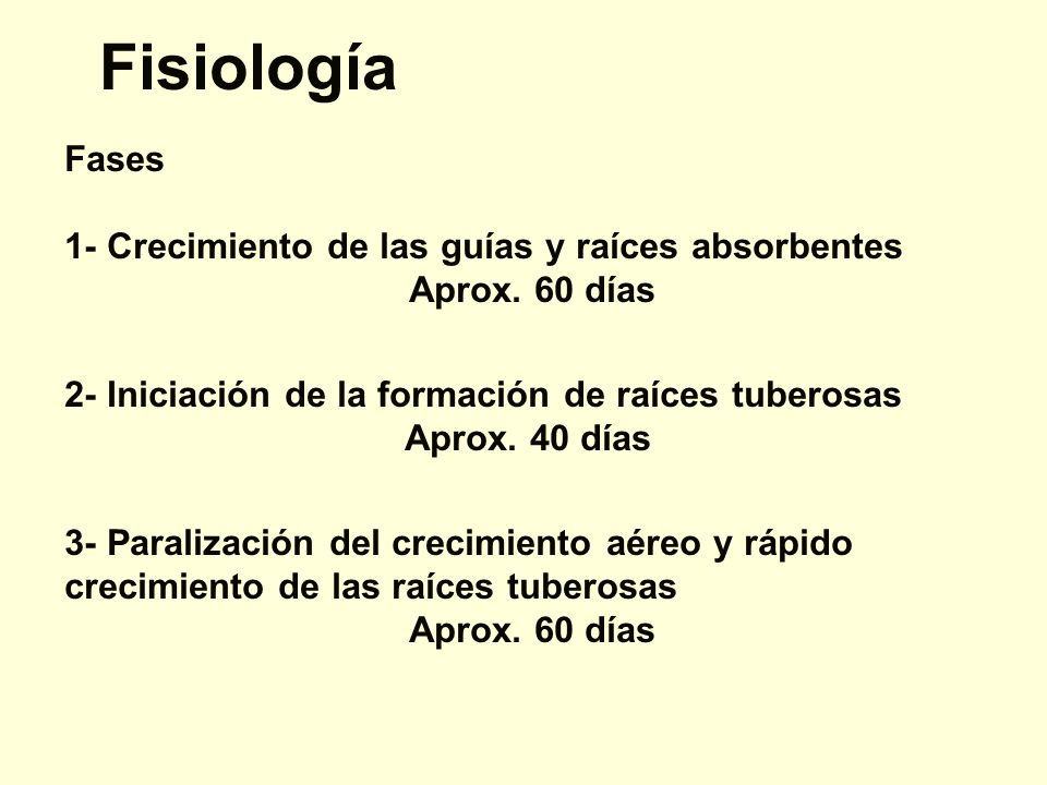 Fisiología Fases 1- Crecimiento de las guías y raíces absorbentes