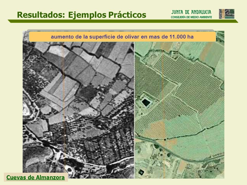 aumento de la superficie de olivar en mas de ha
