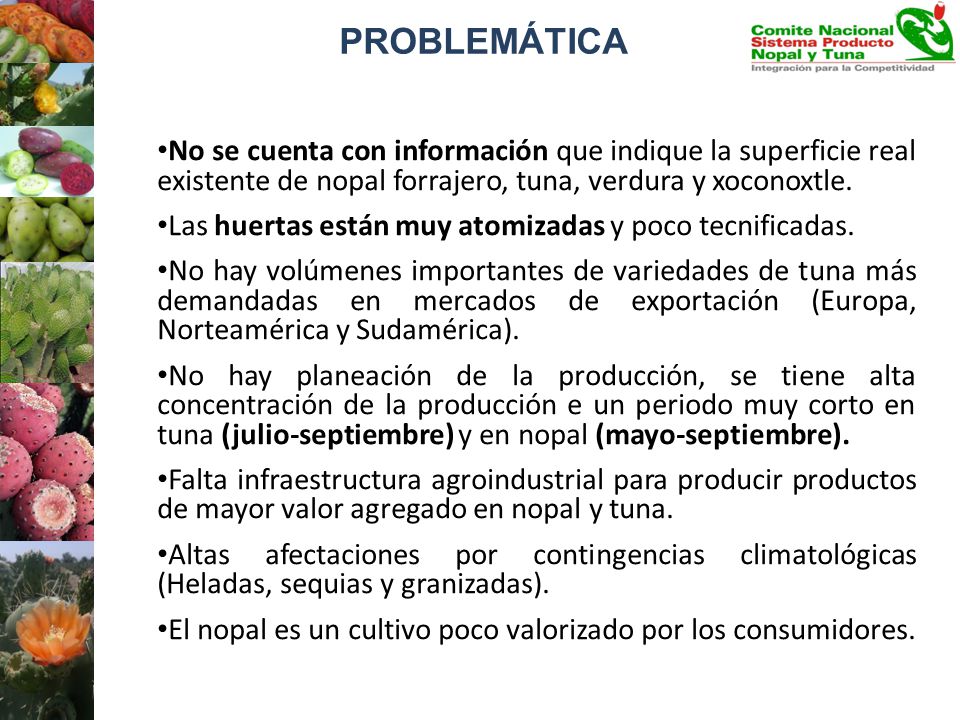 PROBLEMÁTICA No se cuenta con información que indique la superficie real existente de nopal forrajero, tuna, verdura y xoconoxtle.