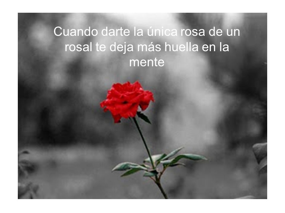 Cuando darte la única rosa de un rosal te deja más huella en la mente