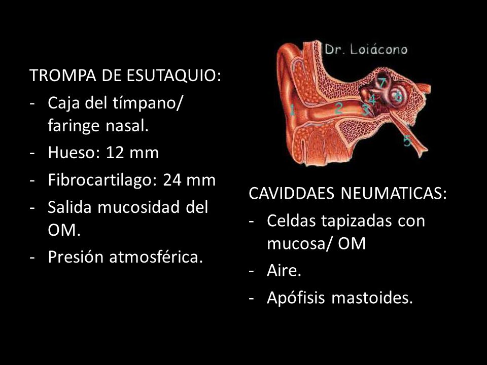 TROMPA DE ESUTAQUIO: Caja del tímpano/ faringe nasal. Hueso: 12 mm. Fibrocartilago: 24 mm. Salida mucosidad del OM.