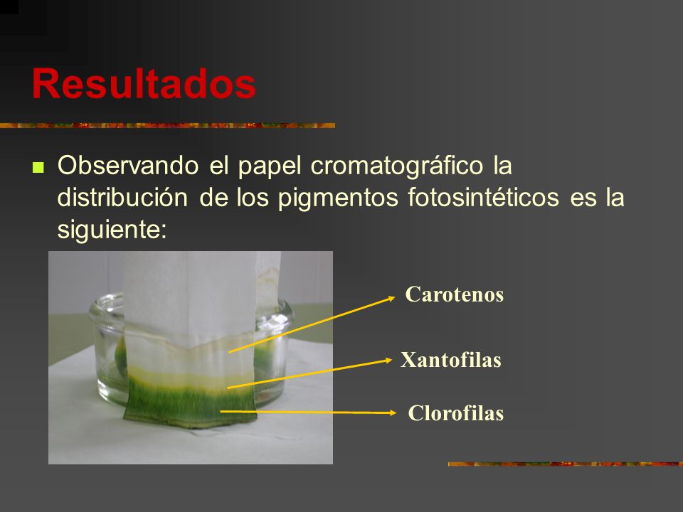 Resultados Observando el papel cromatográfico la distribución de los pigmentos fotosintéticos es la siguiente: