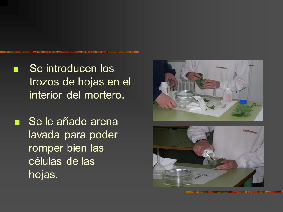 Se introducen los trozos de hojas en el interior del mortero.