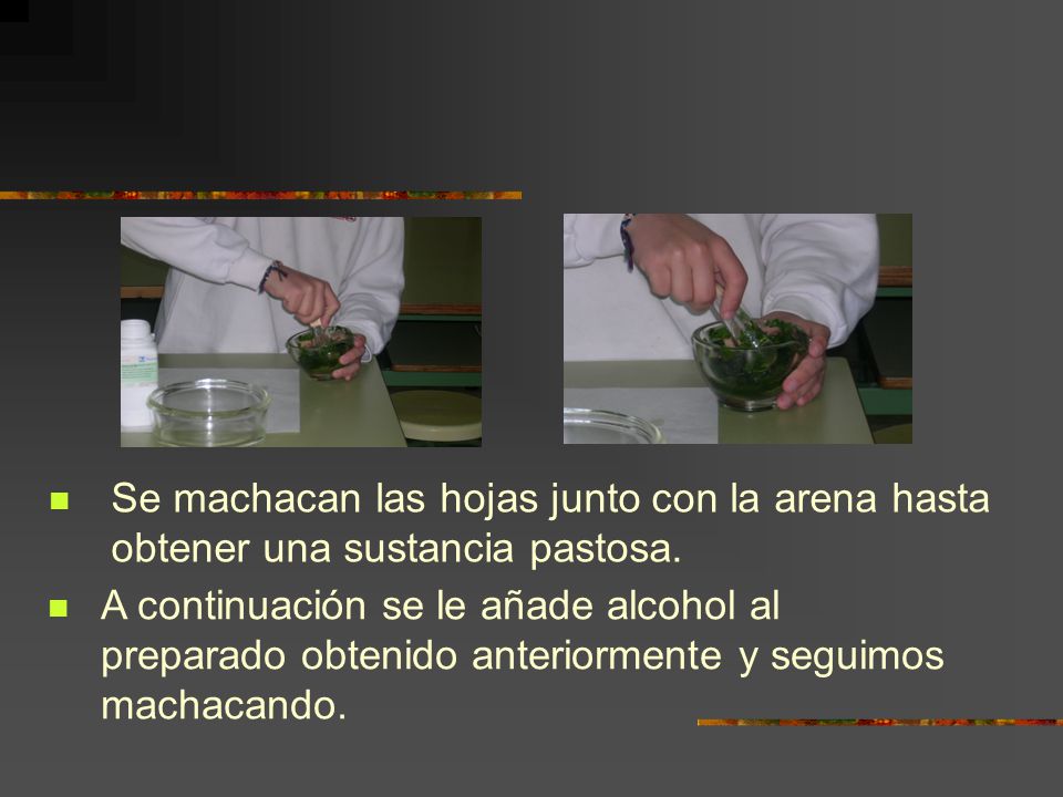 Se machacan las hojas junto con la arena hasta obtener una sustancia pastosa.