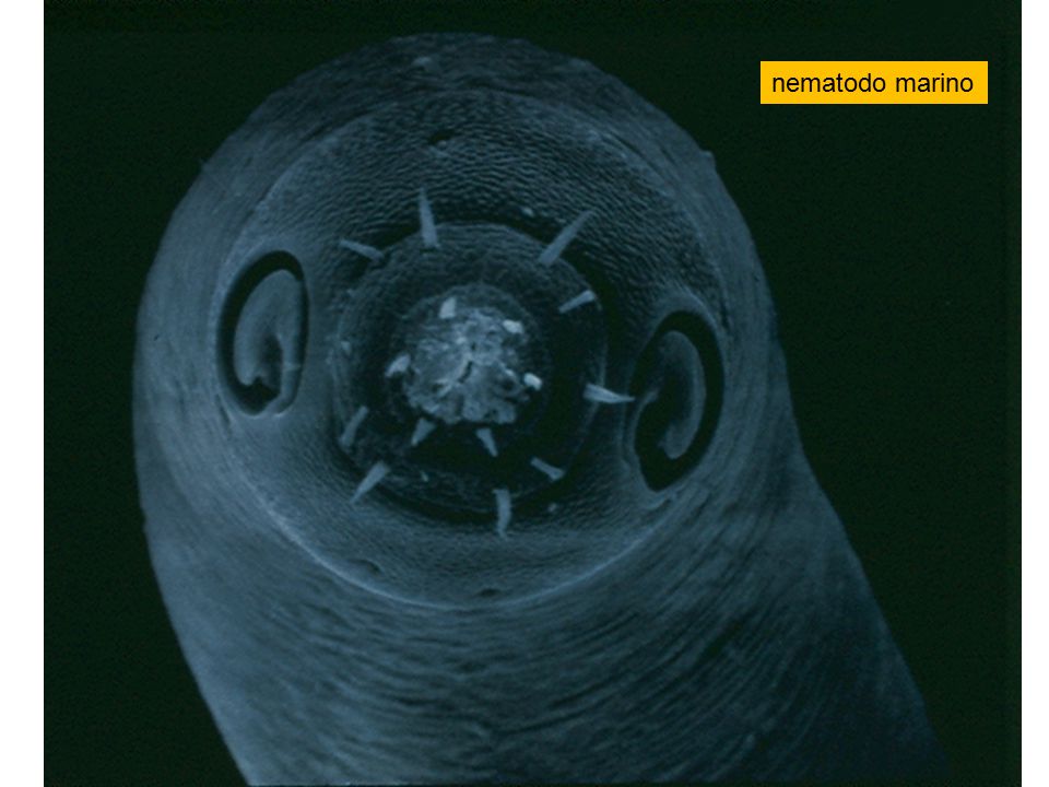 nematodo marino