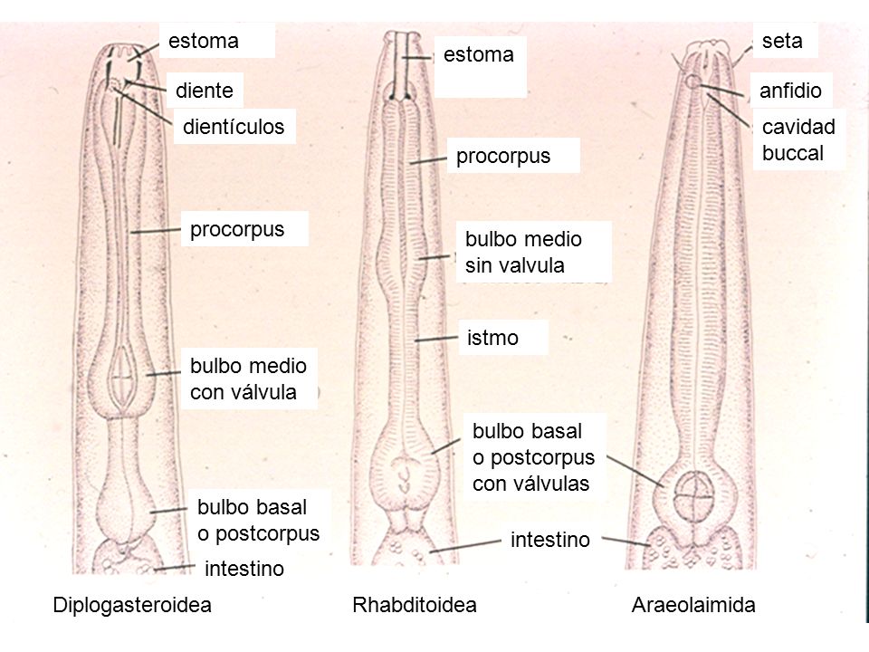 Diplogasteroidea Rhabditoidea. Araeolaimida. bulbo basal. o postcorpus. diente. dientículos. cavidad.