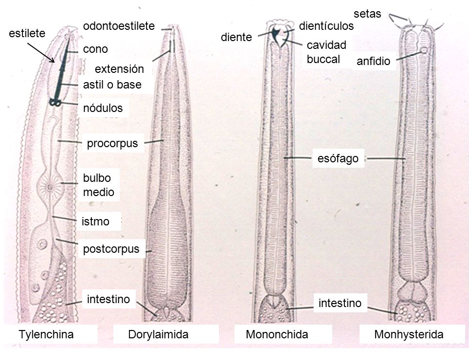 Tylenchina Dorylaimida. Mononchida. Monhysterida. cono. astil o base. nódulos. procorpus. bulbo.