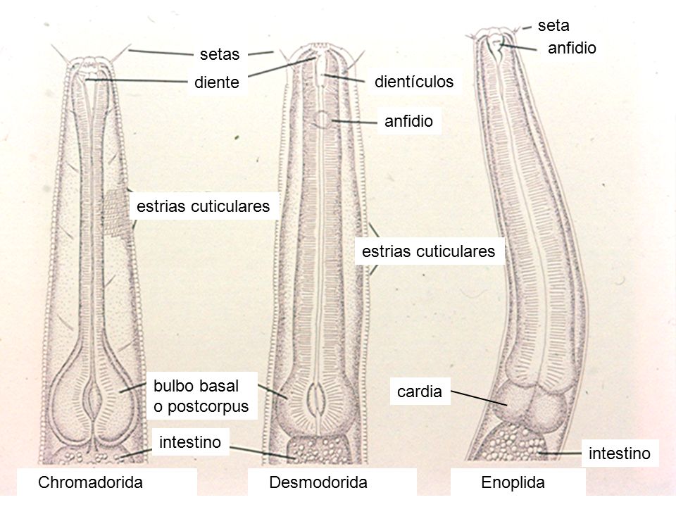 Chromadorida Desmodorida. Enoplida. bulbo basal. o postcorpus. diente. dientículos. setas. anfidio.