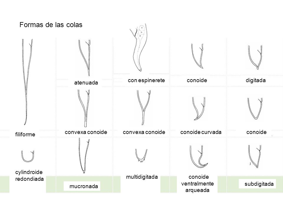 Formas de las colas atenuada con espinerete conoide digitada filiforme