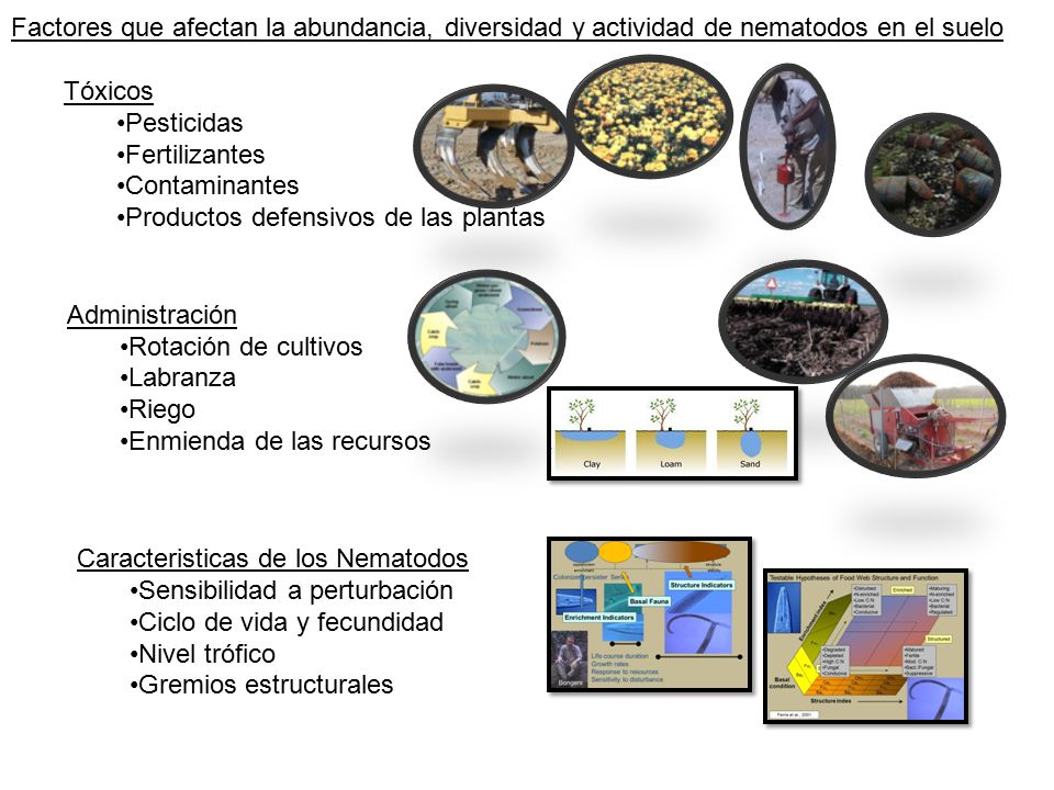 Factores que afectan la abundancia, diversidad y actividad de nematodos en el suelo