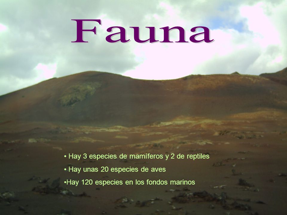 Fauna Hay 3 especies de mamíferos y 2 de reptiles