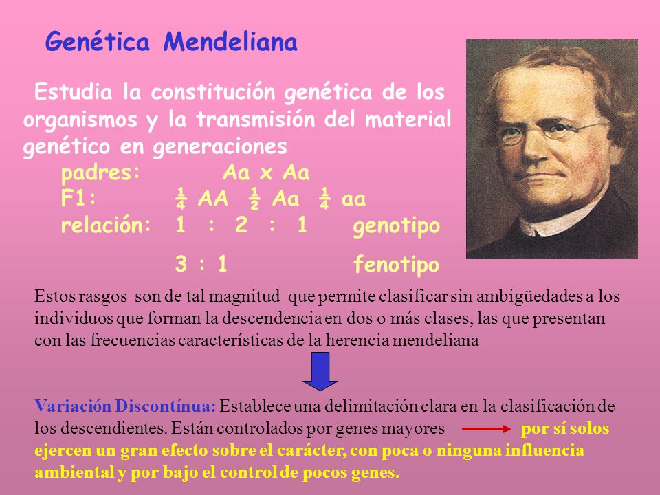 Genética Mendeliana Estudia la constitución genética de los organismos y la transmisión del material genético en generaciones.