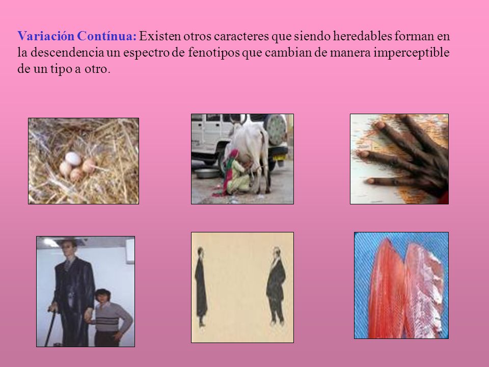 Variación Contínua: Existen otros caracteres que siendo heredables forman en la descendencia un espectro de fenotipos que cambian de manera imperceptible de un tipo a otro.