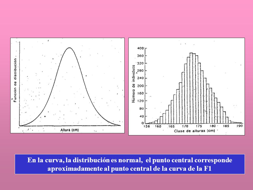 En la curva, la distribución es normal, el punto central corresponde aproximadamente al punto central de la curva de la F1
