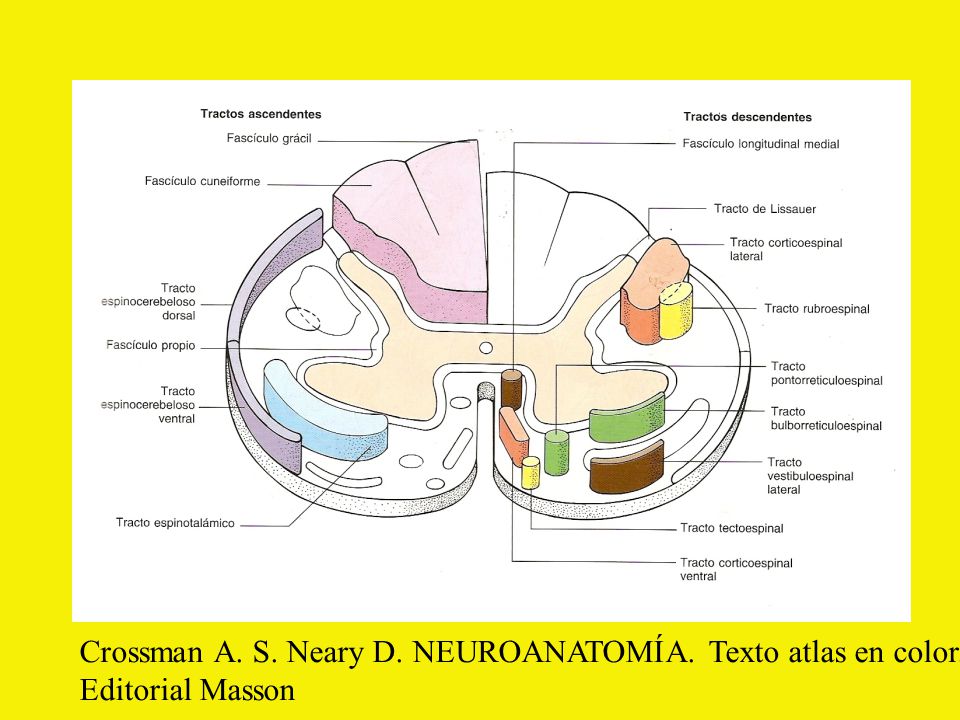 Crossman A. S. Neary D. NEUROANATOMÍA. Texto atlas en color.