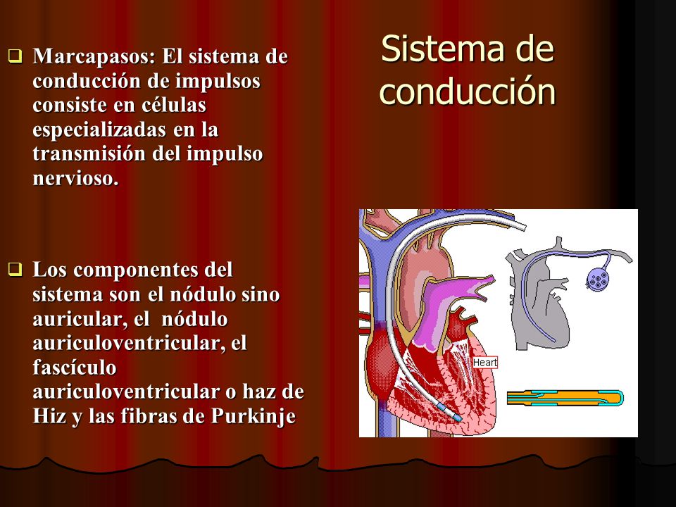 Sistema de conducción Marcapasos: El sistema de conducción de impulsos consiste en células especializadas en la transmisión del impulso nervioso.