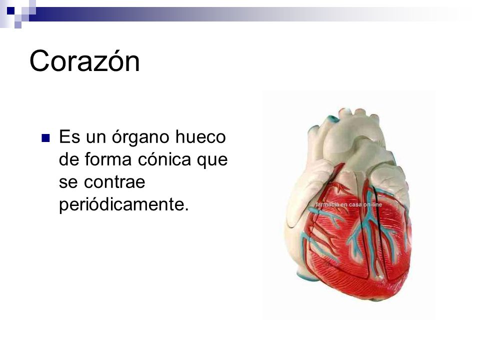 Corazón Es un órgano hueco de forma cónica que se contrae periódicamente.