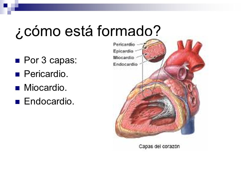 ¿cómo está formado Por 3 capas: Pericardio. Miocardio. Endocardio.