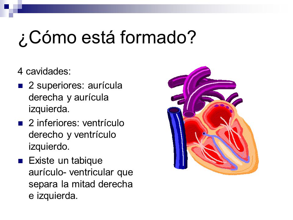 ¿Cómo está formado 4 cavidades: