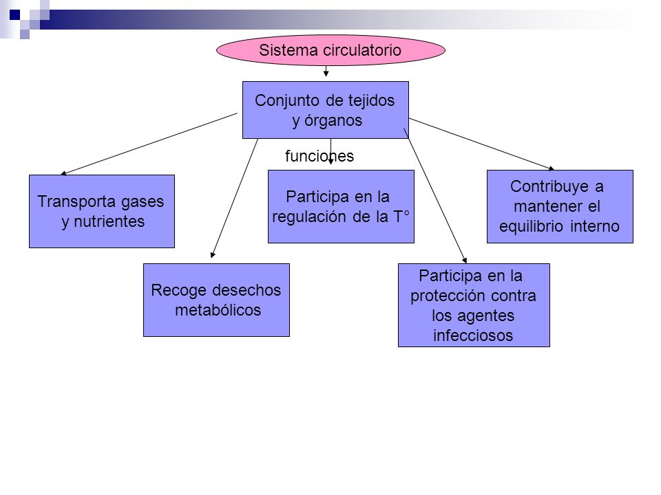 Sistema circulatorio Conjunto de tejidos. y órganos. funciones. Participa en la. regulación de la T°