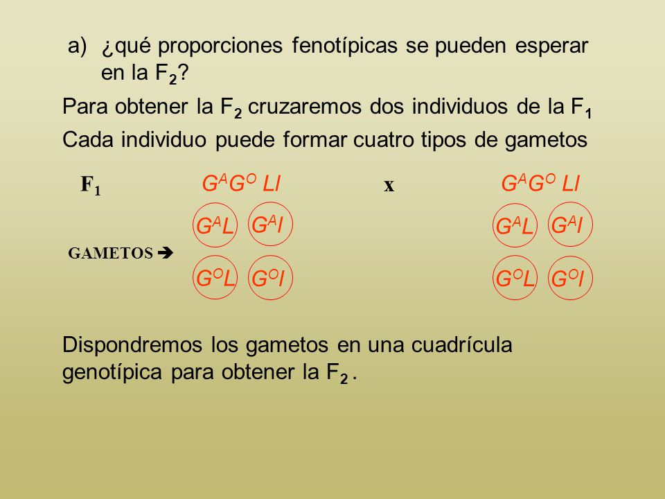¿qué proporciones fenotípicas se pueden esperar en la F2