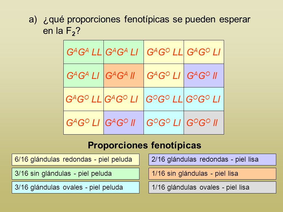 ¿qué proporciones fenotípicas se pueden esperar en la F2