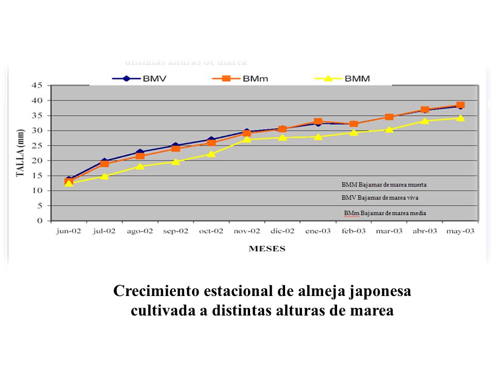 Crecimiento estacional de almeja japonesa cultivada a distintas alturas de marea