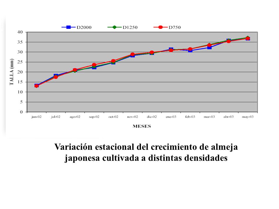 Variación estacional del crecimiento de almeja japonesa cultivada a distintas densidades