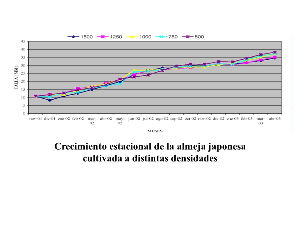 Crecimiento estacional de la almeja japonesa cultivada a distintas densidades