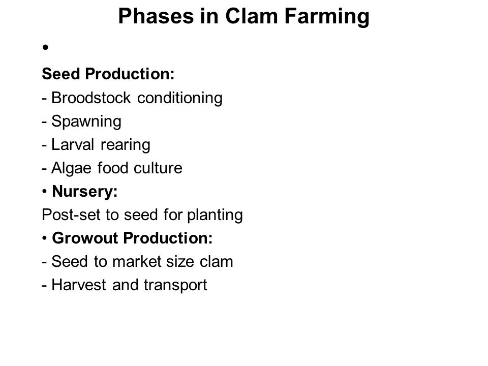 Phases in Clam Farming • Seed Production: - Broodstock conditioning