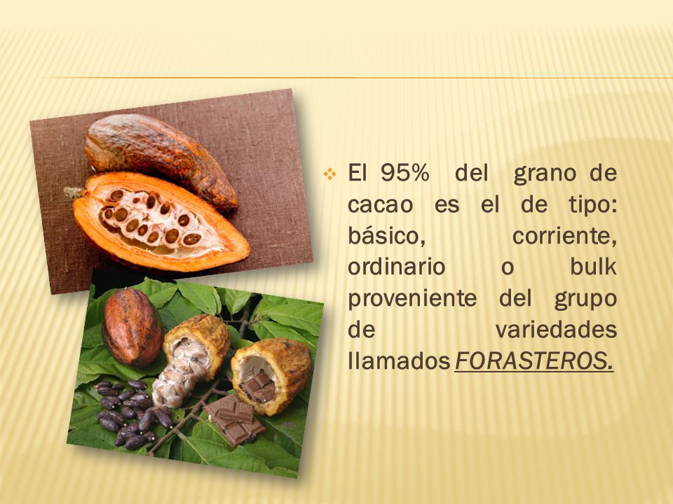 El 95% del grano de cacao es el de tipo: básico, corriente, ordinario o bulk proveniente del grupo de variedades llamados FORASTEROS.